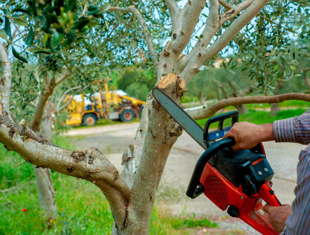 The Steps Involved in Our Tree Care Process in Hampton, AR